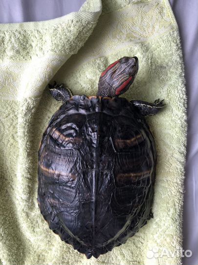 Красноухая черепаха