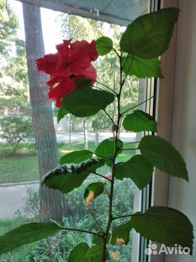 Гибискус (китайский розан), отростки (черенки)