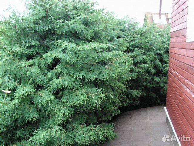 Туя (саженцы туи западной) для живой изгороди купить в Нижнем Новгороде ...