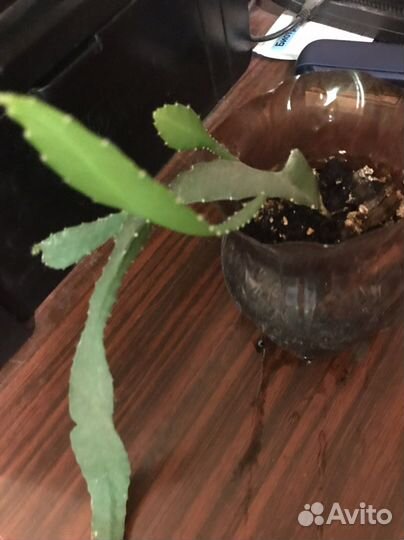 Эпифилум ярко коасный и бледно розовый