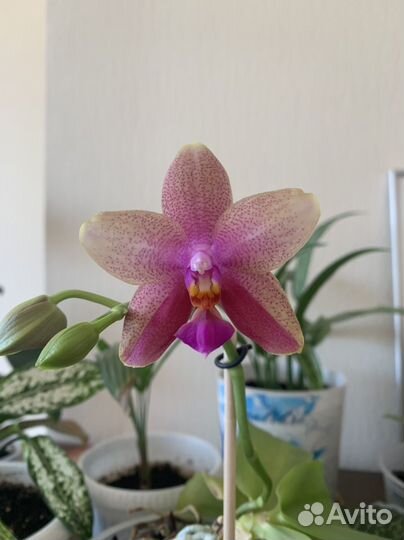 Орхидея фаленопсис