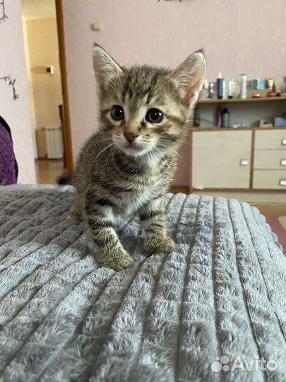 Котята