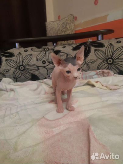 Канадский сфинкс котенок