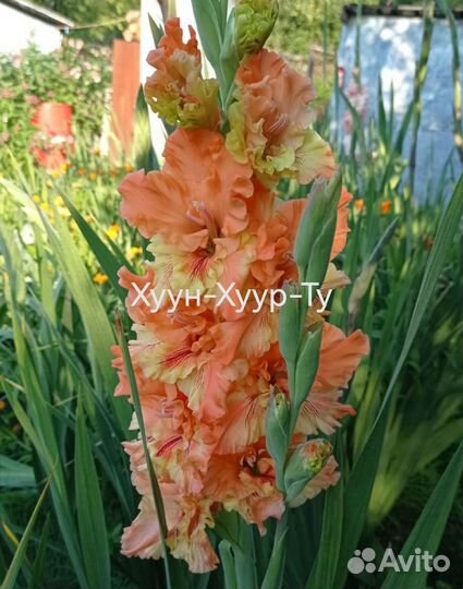 Гладиолусы луковицы