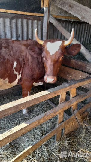 Продам телку