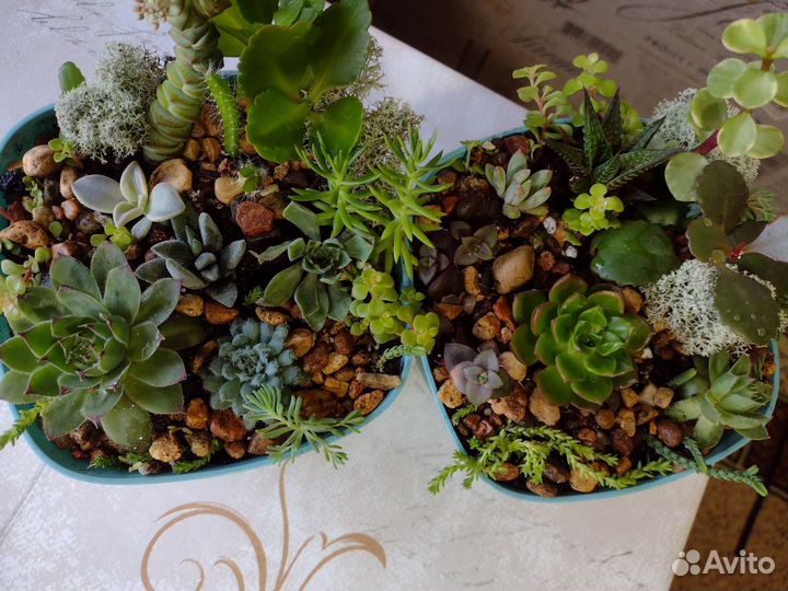 Флорариум, суккуленты