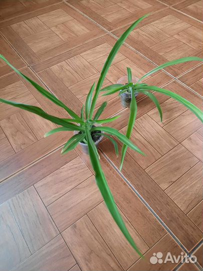 Хлорофитум кудрявый и капский