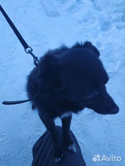 Пушистик потеряшка