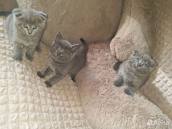 Британская вислоухая кошка