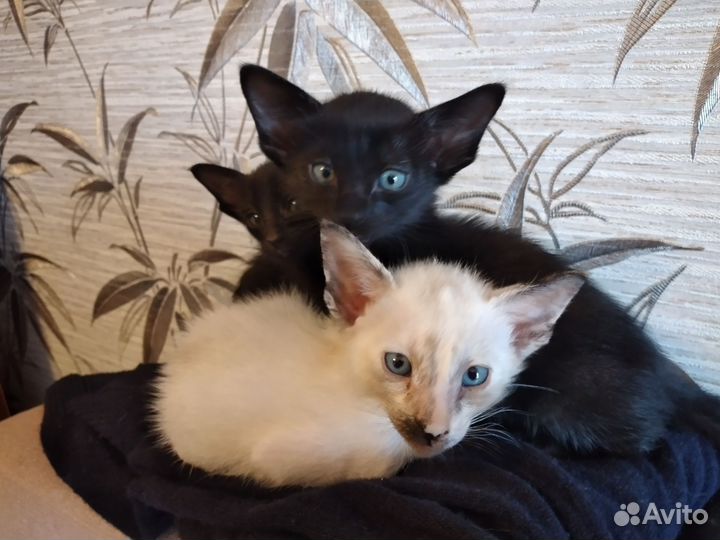 Ориентальные котята