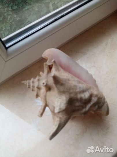 Улитка ахатина цена