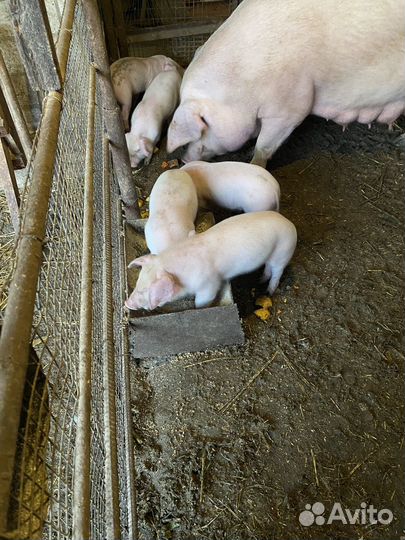Поросята