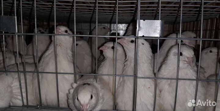 Перепела/яйцо