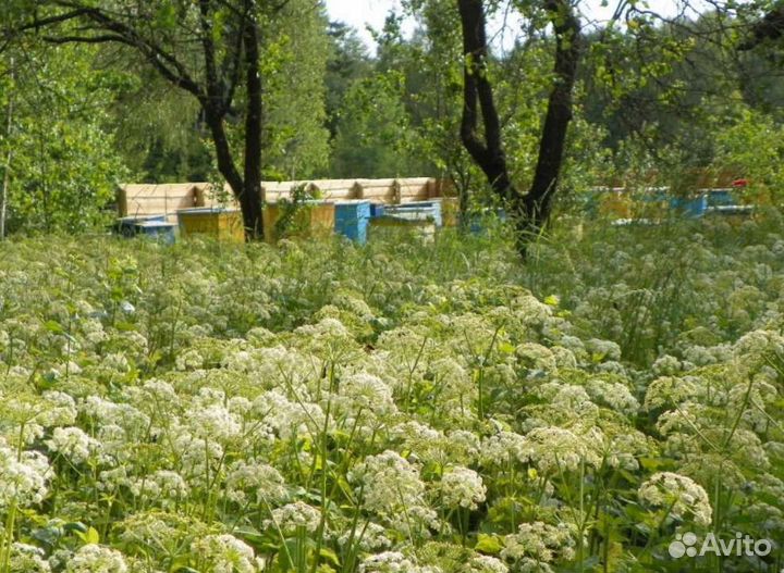 Дягилевый таежный мед (кто ждал-звоните) доставка