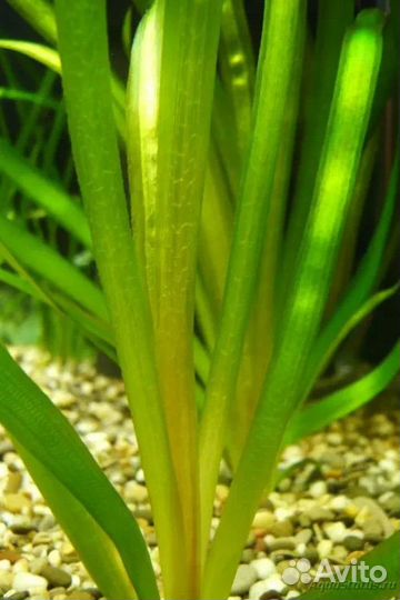 Валлиснерия