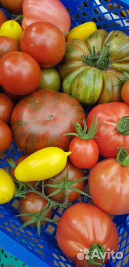 Дары тепличные