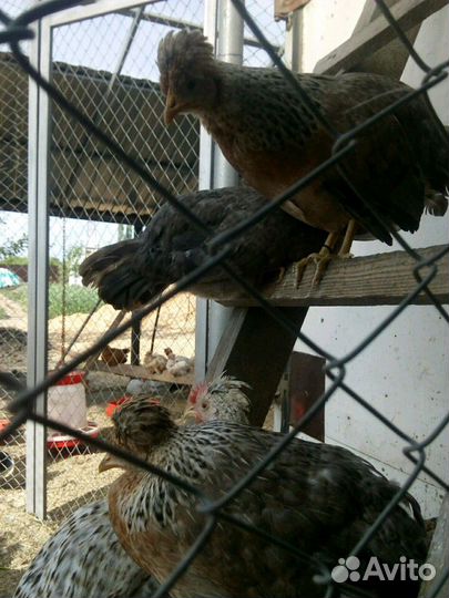 Продам петухов, селезней, семьи