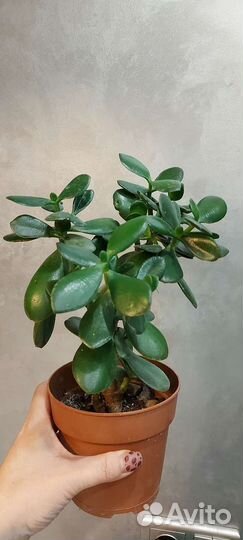 Комнатные цветы