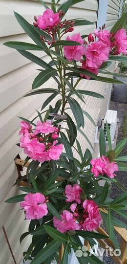 Олеандр махровый розовый