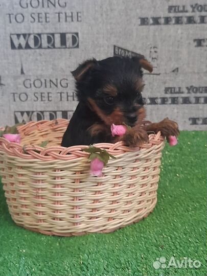 Йоркширский терьер мини беби фейс щенки