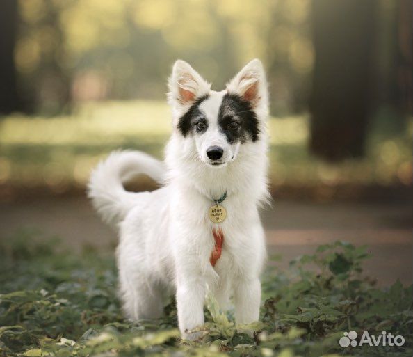 Собака в добрые руки