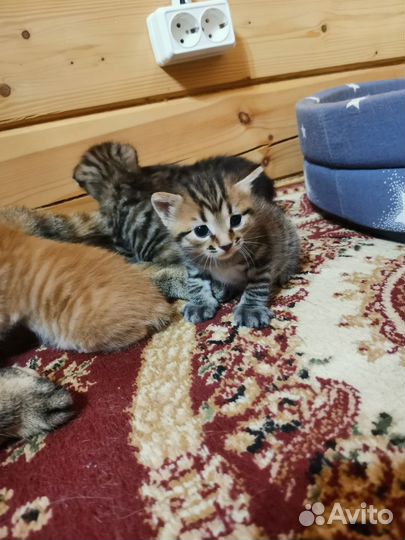Котята курильский бобтейл