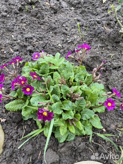 Примула, Хоста