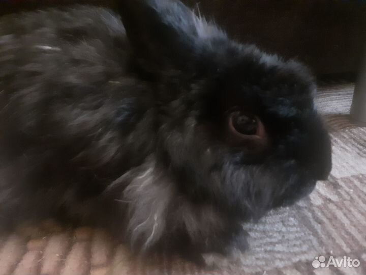 Кролики мясные