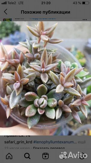 Суккуленты разных размеров