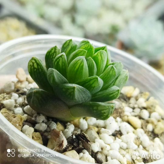 Хавортии. Суккуленты