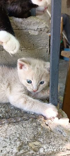 Котенок пушистый бежевый