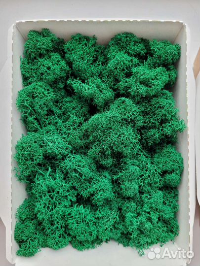 Мох ягель стабилизированный