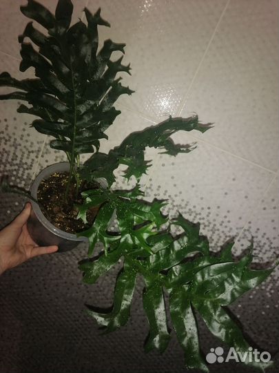 Drynaria sp, Микросорум, даваллия Fejeensis