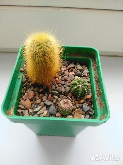 Кактусы и суккуленты