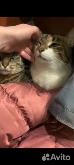 Кошка Туся котик Мурзик