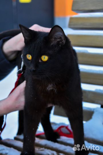 Ищет дом молодой котик