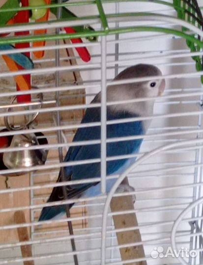 Попугай неразлучники с клеткой