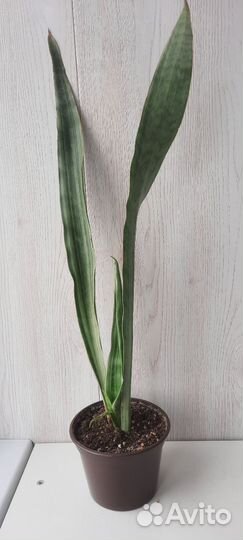 Сансевиерия Металлика