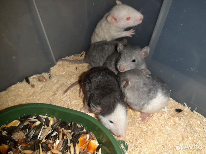 Крысята
