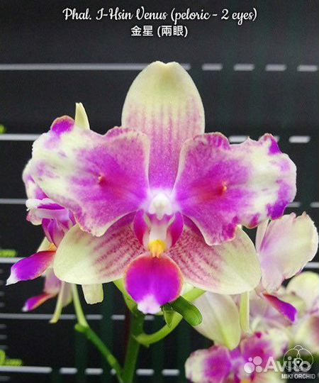 Орхидея бабочкк Hsin Venus (peloric-2 eyes) 2.5