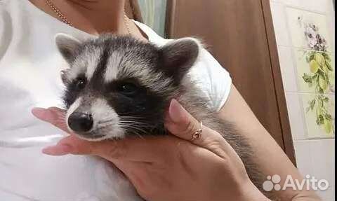 Енотики белые, рыжие, полосатые