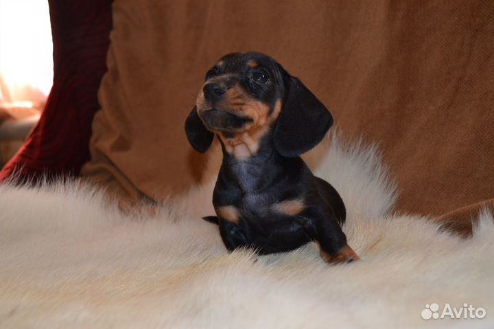 Щенки кроличей таксы. РКФ. Питомник