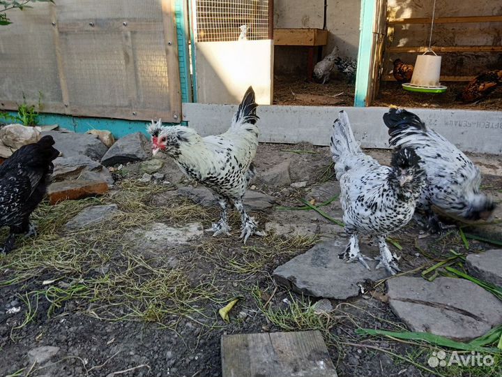 Петухи Павловские серебро и золото