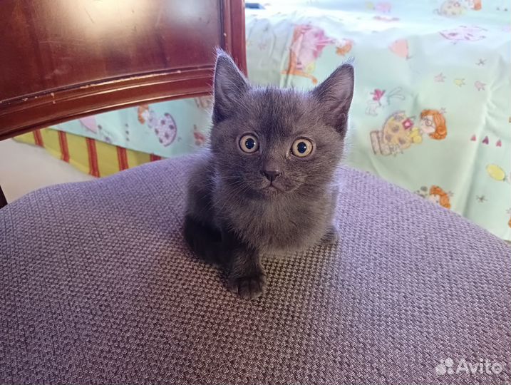 Котёнок (девочка)