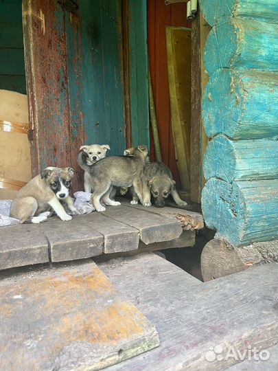 Щенки в добрые руки