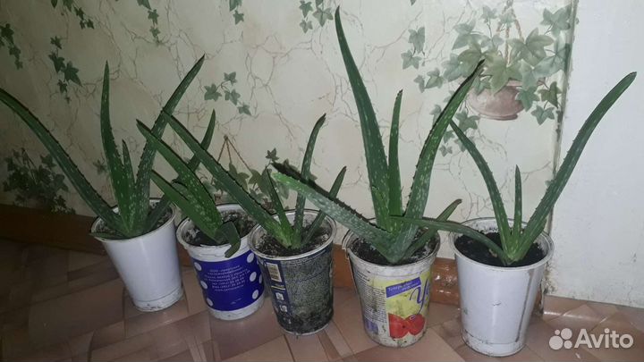 Алоэ вера. Возраст более 2х лет