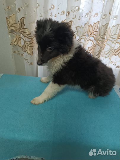 Щенулька ищет дом