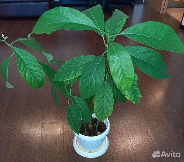 Авокадо, комнатные цветы