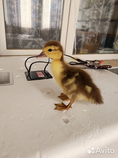 Индюшата,утята,цыплята несушки и бройлеры