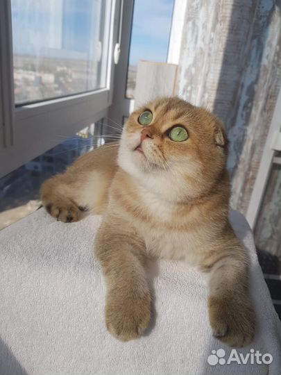 Кот вязка